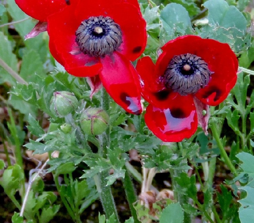 Fiori iraniani.